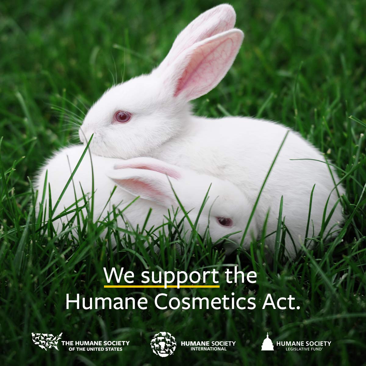 US Organic 100% Pure Patchouli Essential Oil - USDA Certified Organic, Steam Distilled - W/Euro droppers (More Size Variations Available) (30 ml / 1 fl oz)