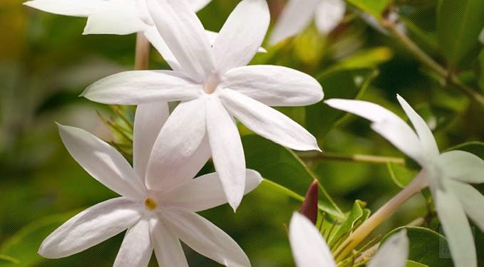 Jasmine Hydrosol Face Mist Calming Spray, Toner, Aromatherapy, Body Mist, Set Makeup, 8oz, Pure Hydrosol Water Jasmine by Organic Pure Oil