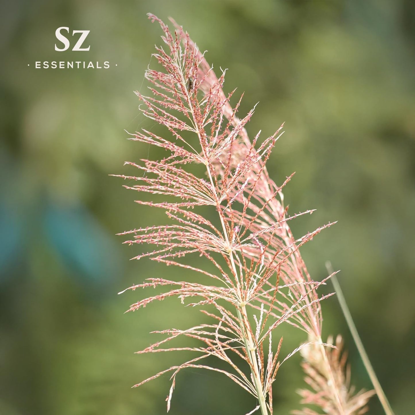 Vetiver Essential Oil - 100% Pure, Premium & Natural - Undiluted - Sweet, Earthy, Woody and Grassy Scent with Smoky grounding Undertones- Therapeutic Grade & Vegan - 1/6 oz. (5 mL)