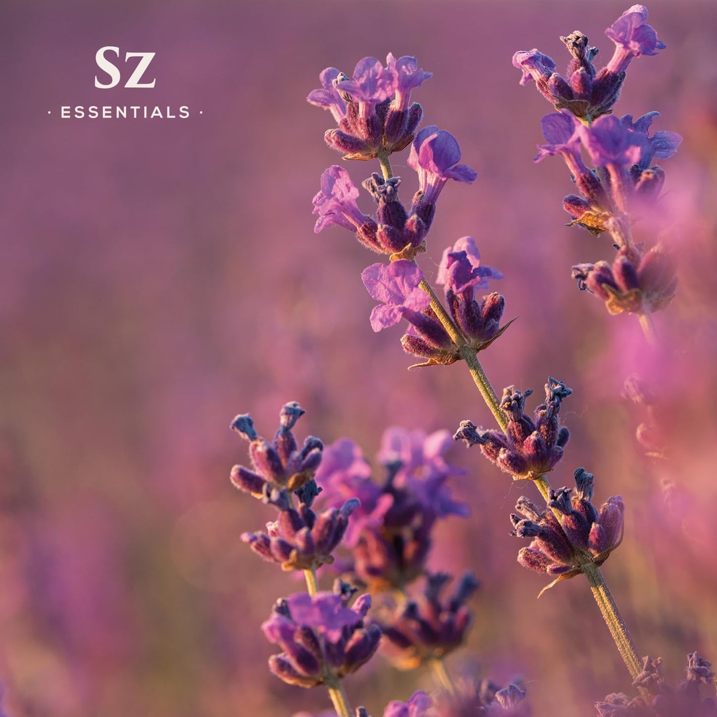 Grasse Lavender Essential Oil - France - Beautiful Floral Lavender Scent with Pine Notes - Lavandula stoechas - 100% Pure & Undiluted - Aromatherapy- Therapeutic Grade & Vegan 0.22 oz