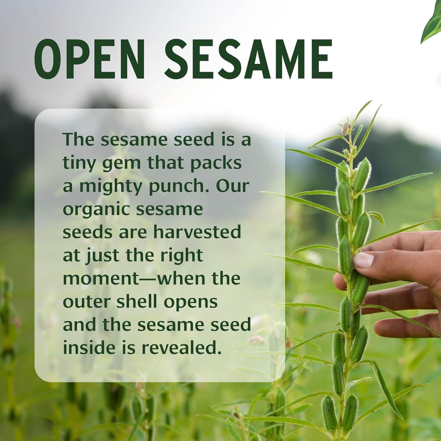 Banyan Botanicals Sesame Oil – Organic & Unrefined Ayurvedic Oil for Skin, Hair, Oil Pulling & More – Multiple Sizes – 16oz. – Non GMO Sustainably Sourced Vegan